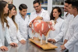 Diagnóstico do Ensino de Medicina Veterinária no Brasil: Elevando os Padrões para o Futuro da Profissão