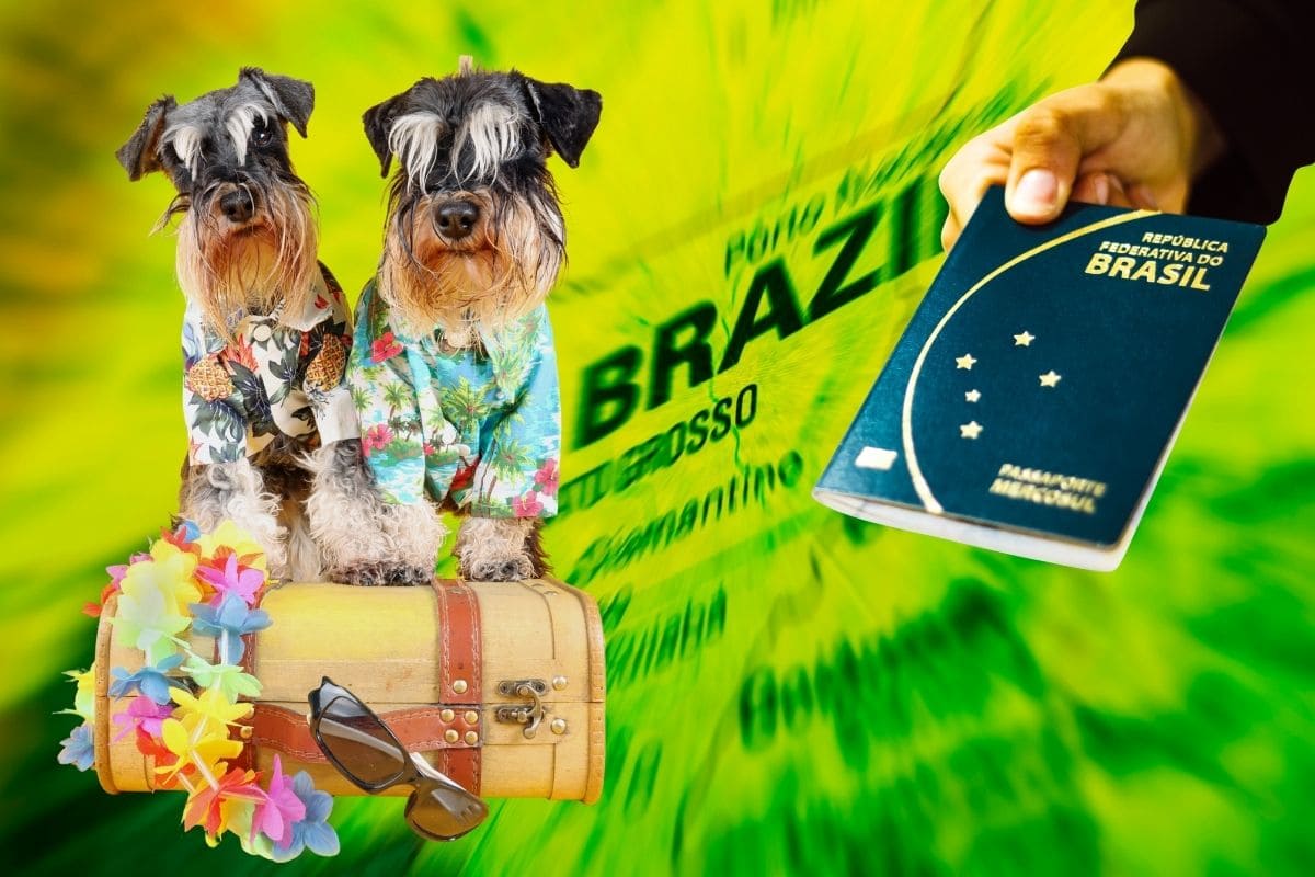 Viagem de Pets no Mercosul: Desvende a Portaria MAPA nº 741/2024 e o Novo CVI Obrigatório