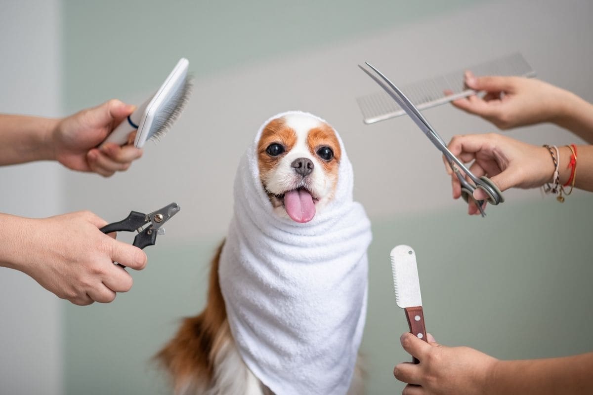 A Medicina Veterinária e o Bem-Estar: Um Elo Indissociável