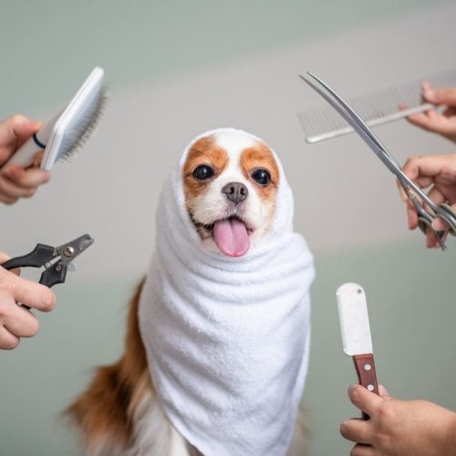 A Medicina Veterinária e o Bem-Estar: Um Elo Indissociável