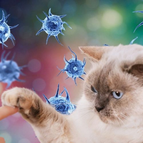 Zoonoses: Desvendando a Interconexão Saúde Animal-Humana e Estratégias de Prevenção Essenciais