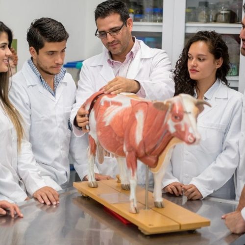 Diagnóstico do Ensino de Medicina Veterinária no Brasil: Elevando os Padrões para o Futuro da Profissão