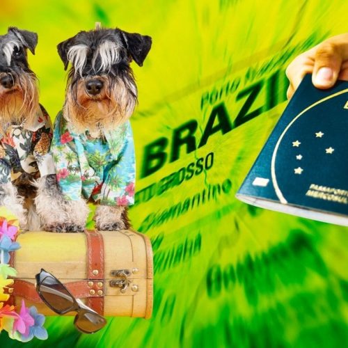 Viagem de Pets no Mercosul: Desvende a Portaria MAPA nº 741/2024 e o Novo CVI Obrigatório